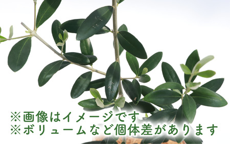 2025年1月中旬～発送【観葉植物】オリーブの木60cm～80cm(Green Base/014-1385) 南国鹿児島県で育った 観葉植物！植物 鉢付 インテリア 室内 オフィス おしゃれ プレゼント ギフト 開店祝い 移転祝い マイナスイオン【配送不可地域：北海道・沖縄県・離島】