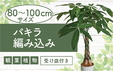 3月中旬～発送【観葉植物】パキラ編み込み80cm～100cm(Green Farm M