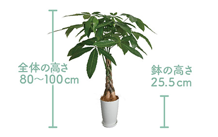 2025年3月上旬～発送【観葉植物】パキラ編み込み80cm～100cm(Green Farm M/018-1447) 観葉植物 植物 鉢付 インテリア 室内 オフィス おしゃれ プレゼント ギフト 開店祝い 移転祝い マイナスイオン【配送不可地域：北海道・沖縄県・離島】