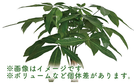 3月中旬～発送【観葉植物】パキラ編み込み80cm～100cm(Green Farm M ...