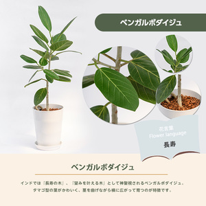 2026年1月中旬～発送 観葉植物 ベンガルボダイジュ フィッカス ベンガレンシス 60cm～80cm Green Base 014-1478 観葉植物