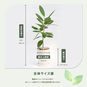 2026年1月中旬～発送 観葉植物 ベンガルボダイジュ フィッカス ベンガレンシス 60cm～80cm Green Base 014-1478 観葉植物