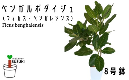 観葉植物 ベンガルボダイジュ フィカス ベンガレンシス ８号鉢 Green Base 鹿児島県指宿市 ふるさと納税サイト ふるなび