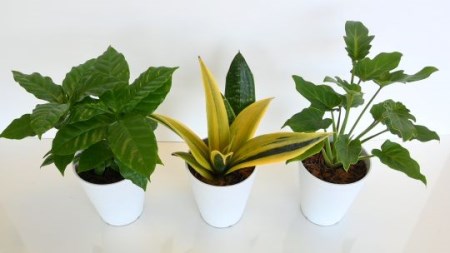 【観葉植物】店主におまかせ！季節おすすめ3種セット4号鉢×3(Green Base/014-1510) 南国鹿児島県で育った 観葉植物！植物 鉢付 インテリア 室内 オフィス おしゃれ プレゼント ギフト 開店祝い 移転祝い マイナスイオン【配送不可地域：北海道・沖縄県・離島】