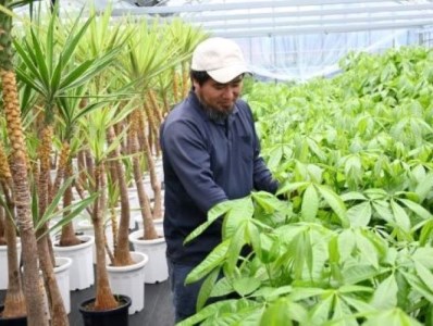 観葉植物 サボテンマハラジャ 夕焼けサンゴ 緑 5号鉢 いぶすき農業協同組合 鹿児島県指宿市 ふるさと納税サイト ふるなび 観葉植物 サボテンマハラジャ 夕焼けサンゴ 緑 5号鉢 いぶすき農業協同組合 鹿児島県指宿市 ふるさと納税サイト ふるなび
