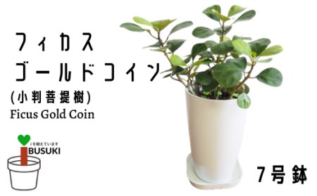 観葉植物 フィカス ゴールドコイン 小判菩提樹 ７号鉢 弓指園芸 鹿児島県指宿市 ふるさと納税サイト ふるなび