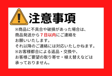 観葉植物 フィカス ゴールドコイン 小判菩提樹 ７号鉢 弓指園芸 鹿児島県指宿市 ふるさと納税サイト ふるなび