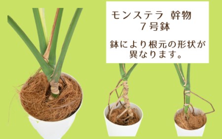 2025年3月中旬～発送【観葉植物】モンステラ幹物7号(Green Farm M/014-1489)【配送不可地域：北海道・沖縄県・離島】