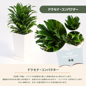 2026年1月中旬~発送【観葉植物】ドラセナ コンパクター40cm~60cm Green Base 014-1439 観葉植物 ※北海道・沖縄・離島配送不可