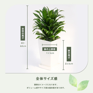 2026年1月中旬~発送【観葉植物】ドラセナ コンパクター40cm~60cm Green Base 014-1439 観葉植物 ※北海道・沖縄・離島配送不可