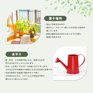 2026年1月中旬~発送【観葉植物】ドラセナ コンパクター40cm~60cm Green Base 014-1439 観葉植物 ※北海道・沖縄・離島配送不可