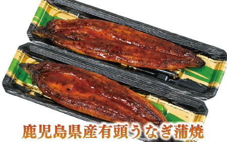 【全４回定期便】鹿児島自慢牛・うなぎパワフル便(水迫畜産/Z050-1774) 国産 鰻 鹿児島 蒲焼 豚肉 肉 黒豚 和牛 うなぎ蒲焼 鰻蒲焼 頒布会 定期 指宿 しゃぶしゃぶ すき焼き ステーキ 国産牛 鹿児島県産 牛 豚 ロース