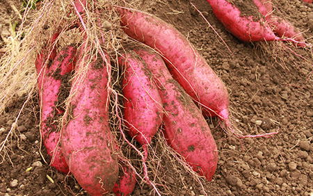 【2025年11月中旬～発送】指宿産 紅はるか 約7kg(アグリスタイル/A-301) サツマイモ 薩摩芋 焼芋 やきいも 焼きいも スイーツ おやつ デザート