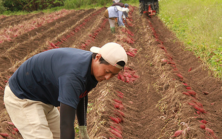 【2025年11月中旬～発送】指宿産 紅はるか 約7kg(アグリスタイル/A-301) サツマイモ 薩摩芋 焼芋 やきいも 焼きいも スイーツ おやつ デザート