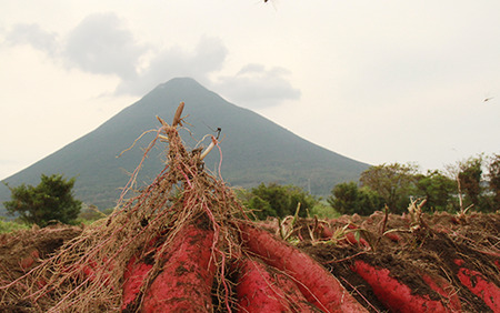 【2025年11月中旬～発送】指宿産 紅はるか 約7kg(アグリスタイル/A-301) サツマイモ 薩摩芋 焼芋 やきいも 焼きいも スイーツ おやつ デザート