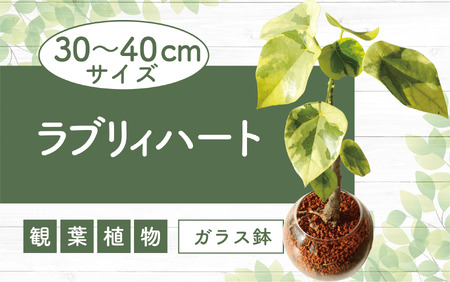 観葉植物 ラブリーハート 4号ガラス鉢 トロピカルフルーツ プランツ E 048 鹿児島県指宿市 ふるさと納税サイト ふるなび