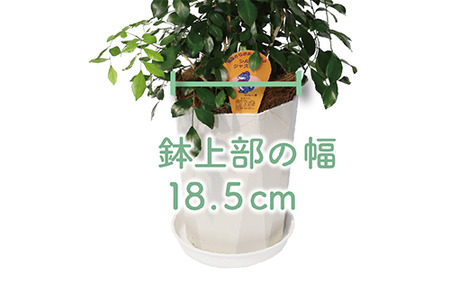 2025年4月上旬～発送【観葉植物】シルクジャスミン70cm～90cm(鎌ヶ迫園芸場/014-1422) 南国鹿児島県で育った 観葉植物！植物 鉢付 インテリア 室内 オフィス おしゃれ プレゼント ギフト 開店祝い 移転祝い マイナスイオン【配送不可地域：北海道・沖縄県・離島】