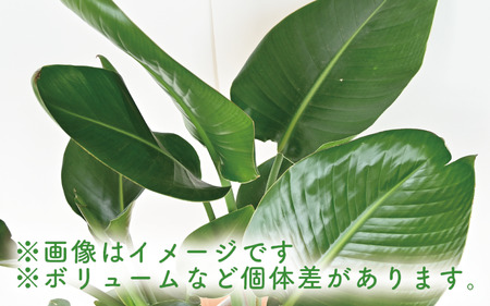 観葉植物 オーガスタ７号鉢 Green Farm M 鹿児島県指宿市 ふるさと納税サイト ふるなび