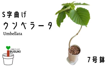 観葉植物 S字曲げウンベラータ7号鉢 弓指園芸 鹿児島県指宿市 ふるさと納税サイト ふるなび