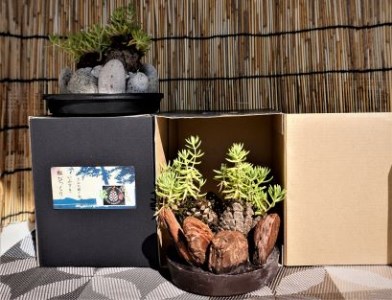 ミニ観賞用植物 いぶすき松びっくり2個 ほーぷ A-304 観葉植物 観葉植物