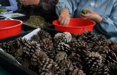 ミニ観賞用植物 いぶすき松びっくり2個 ほーぷ A-304 観葉植物 観葉植物