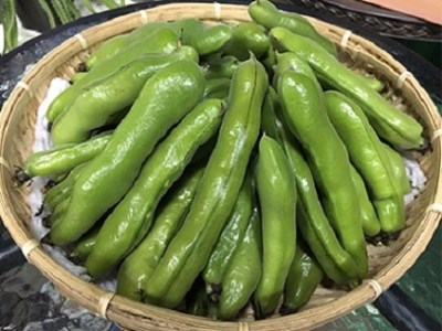 指宿市産ソラマメ 約2.2kg (トロピカルファーム山川)