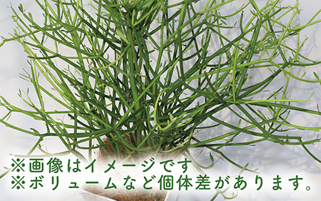 4月上旬～発送【観葉植物】ミルクブッシュ70cm～90cm(鎌ヶ迫園芸場/014-1483) 観葉植物 植物 鉢付 インテリア 室内 オフィス  おしゃれ プレゼント ギフト 開店祝い 移転祝い マイナスイオン【配送不可地域：北海道・沖縄県・離島】 | 鹿児島県指宿市 | ふるさと納税サイト  ...