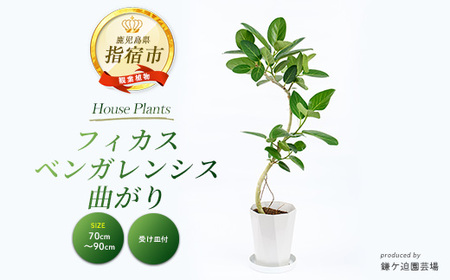 よっこさま専用割引 フィカス ベンガレンシス 極上 よっこさま専用割引 フィカス ベンガレンシス 極上 - メルカリ