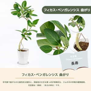 フィカス ベンガレンシス曲がり70cm～90cm 鎌ヶ迫園芸場 014