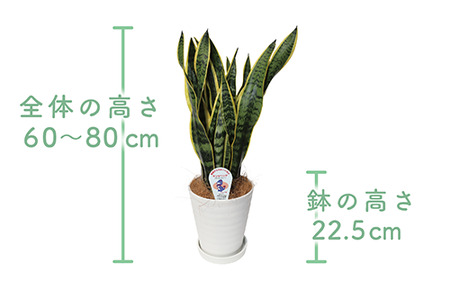 2025年3月上旬～発送【観葉植物】サンスベリア・ローレンティー60cm～80cm(鎌ヶ迫園芸場/014-1412) 南国鹿児島県で育った 観葉植物！植物 鉢付 インテリア 室内 オフィス おしゃれ プレゼント ギフト 開店祝い 移転祝い マイナスイオン【配送不可地域：北海道・沖縄県・離島】