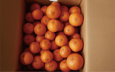 2026年2月下旬～発送 みかん農家坂元さんちのタンカン ご家庭用 約8kg 坂元果樹園 A-056 みかん みかん