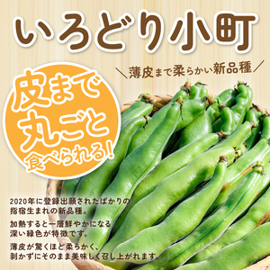 2026年2月上旬~発送 指宿産さや付きソラマメ いろどり小町 約1.5kg ナマケモノ畑 A-319 鹿児島県 指宿市 そらまめ そらまめ