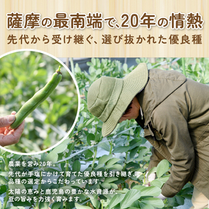 2026年2月上旬~発送 指宿産さや付きソラマメ いろどり小町 約1.5kg ナマケモノ畑 A-319 鹿児島県 指宿市 そらまめ そらまめ