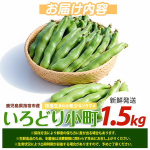 2026年2月上旬~発送 指宿産さや付きソラマメ いろどり小町 約1.5kg ナマケモノ畑 A-319 鹿児島県 指宿市 そらまめ そらまめ