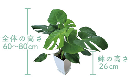 2025年3月上旬～発送【観葉植物】モンステラ60cm～80cm (Green Base/015-1484) 南国鹿児島県で育った 観葉植物！植物 鉢付 インテリア 室内 オフィス おしゃれ プレゼント ギフト 開店祝い 移転祝い マイナスイオン【配送不可地域：北海道・沖縄県・離島】