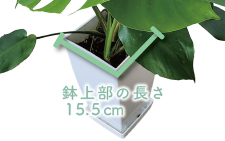 2025年3月上旬～発送【観葉植物】モンステラ60cm～80cm (Green Base/015-1484) 南国鹿児島県で育った 観葉植物！植物 鉢付 インテリア 室内 オフィス おしゃれ プレゼント ギフト 開店祝い 移転祝い マイナスイオン【配送不可地域：北海道・沖縄県・離島】