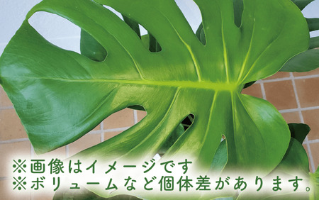 2025年3月上旬～発送【観葉植物】モンステラ60cm～80cm (Green Base/015-1484) 南国鹿児島県で育った 観葉植物！植物 鉢付 インテリア 室内 オフィス おしゃれ プレゼント ギフト 開店祝い 移転祝い マイナスイオン【配送不可地域：北海道・沖縄県・離島】