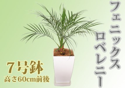 観葉植物 フェニックス ロベレニー7号 Green Base T 045 鹿児島県指宿市 ふるさと納税サイト ふるなび