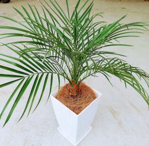 観葉植物 フェニックス ロベレニー7号 Green Base T 045 鹿児島県指宿市 ふるさと納税サイト ふるなび