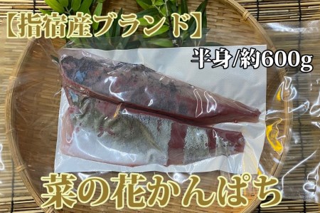 切るだけ簡単！朝〆発送！指宿産 菜の花かんぱちフィレ半身約600g(指宿山川水産/016-1336)【 鮮魚 海鮮 魚 さかな 天然 刺身 さしみ サシミ 簡単調理 包丁不要 かんぱち カンパチ 菜の花 なのはな フィレ 魚のフィレ 産直 直送 新鮮 】