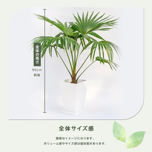 2026年1月中旬~発送【観葉植物】オガサワラビロウ8号 Green Base 035-1384 観葉植物 ※北海道・沖縄・離島配送不可