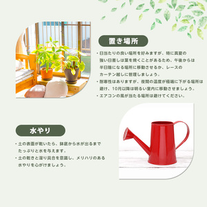 2026年1月中旬~発送【観葉植物】オガサワラビロウ8号 Green Base 035-1384 観葉植物 ※北海道・沖縄・離島配送不可
