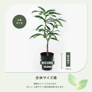 2026年1月中旬～発送【観葉植物】玉文(ぎょくぶん)マンゴー苗木 6号ポット 3～4年生苗木 前園植物園 030-1505  観葉植物 ※北海道・沖縄・離島配送不可