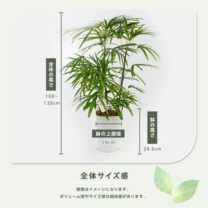 2026年1月中旬～発送【観葉植物】シュロチク100cm～120cm 前園植物園 035-1419 観葉植物 ※北海道・沖縄・離島配送不可
