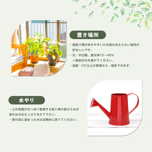 2026年1月中旬～発送【観葉植物】シュロチク100cm～120cm 前園植物園 035-1419 観葉植物 ※北海道・沖縄・離島配送不可