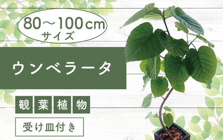 2025年4月中旬～発送【観葉植物】フィカス・ウンべラータ80cm～100cm陶器鉢(T＆P/045-1455) 南国鹿児島県で育った 観葉植物！植物 鉢付 インテリア 室内 オフィス おしゃれ プレゼント ギフト 開店祝い 移転祝い マイナスイオン【配送不可地域：北海道・沖縄県・離島】