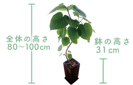 2025年4月中旬～発送【観葉植物】フィカス・ウンべラータ80cm～100cm陶器鉢(T＆P/045-1455) 南国鹿児島県で育った 観葉植物！植物 鉢付 インテリア 室内 オフィス おしゃれ プレゼント ギフト 開店祝い 移転祝い マイナスイオン【配送不可地域：北海道・沖縄県・離島】