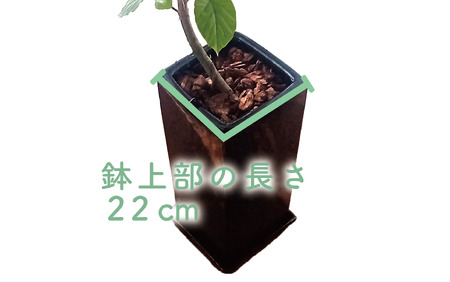 2025年4月中旬～発送【観葉植物】フィカス・ウンべラータ80cm～100cm陶器鉢(T＆P/045-1455) 南国鹿児島県で育った 観葉植物！植物 鉢付 インテリア 室内 オフィス おしゃれ プレゼント ギフト 開店祝い 移転祝い マイナスイオン【配送不可地域：北海道・沖縄県・離島】