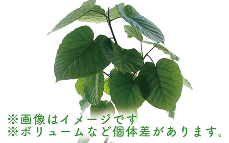 2025年4月中旬～発送【観葉植物】フィカス・ウンべラータ80cm～100cm陶器鉢(T＆P/045-1455) 南国鹿児島県で育った 観葉植物！植物 鉢付 インテリア 室内 オフィス おしゃれ プレゼント ギフト 開店祝い 移転祝い マイナスイオン【配送不可地域：北海道・沖縄県・離島】