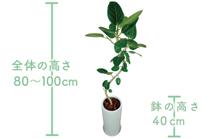 1月中旬～発送【観葉植物】フィカス・ベンガレンシス80cm～100cm丸